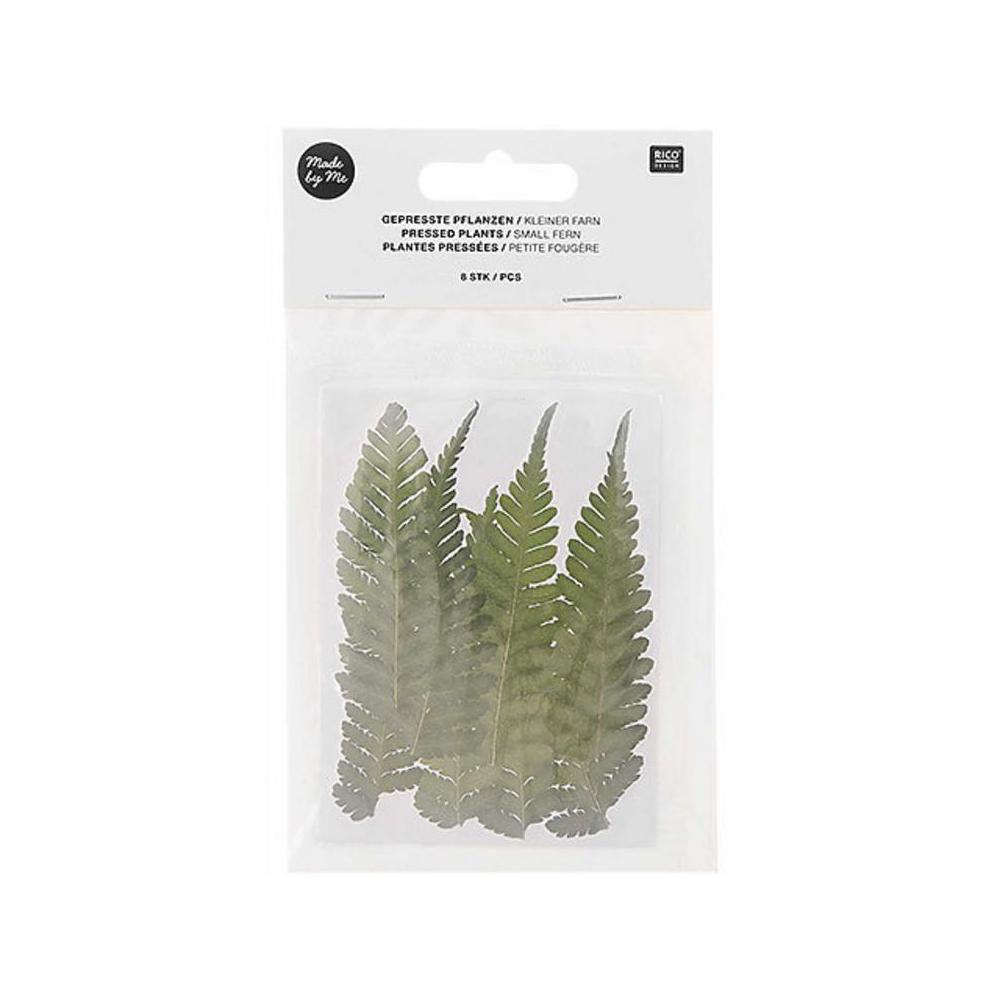 Craft Supplies, Art & School, Rico Design, Pressed Plant Pack, Ferns, 8 piece, 746497